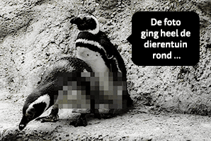 Teaser_Blog_Cyberbullying_NL