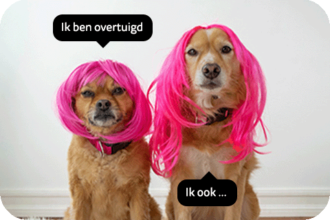 Webactive_cyberssurance_Chien-perruque