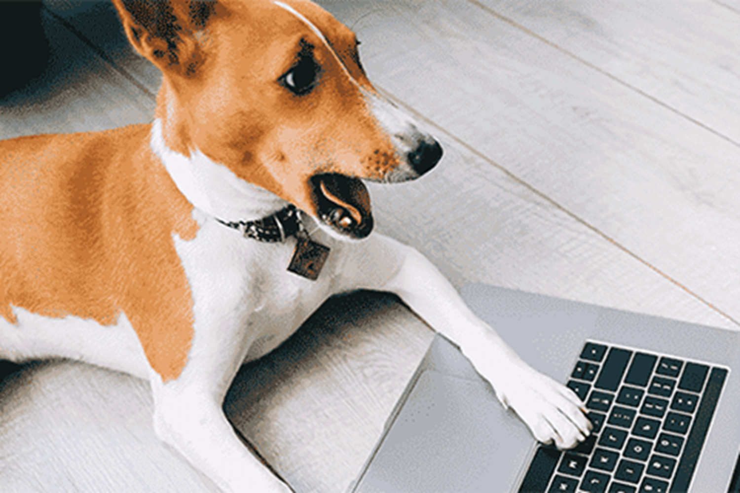 webactive_dog_PC_480 webactive_dog_PC_480