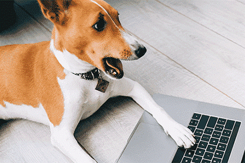 webactive_dog_PC_480