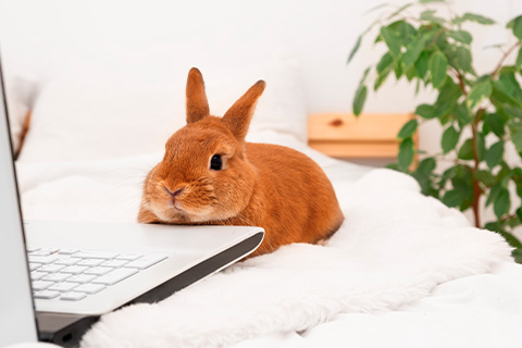 webactive_cyberassurance_droit d'auteur