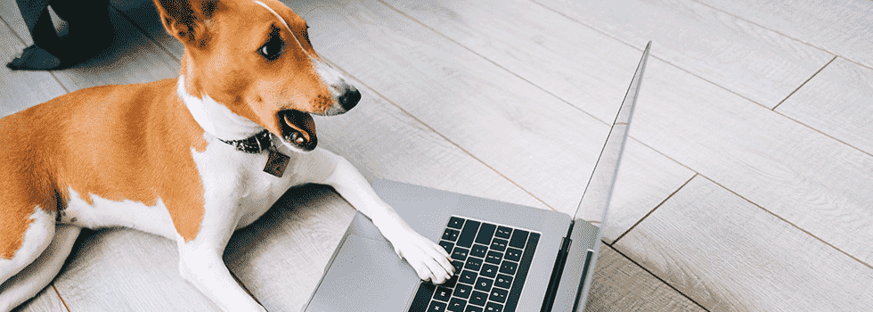 Webactive_cyberassurance_dog_pc